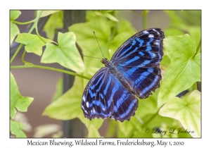 Mexican Bluewing