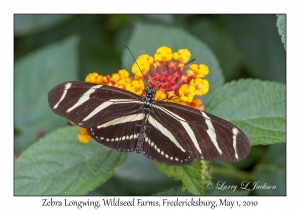 Zebra Longwing