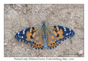 Painted Lady