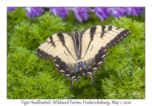 Tiger Swallowtail