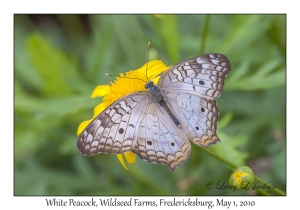 White Peacock