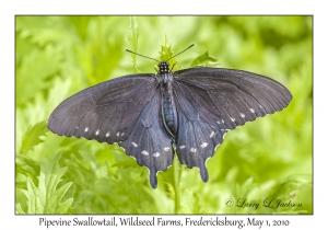 Pipevine Swallowtail