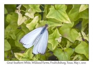 Great Southern White