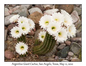 Argentine Giant Cactus