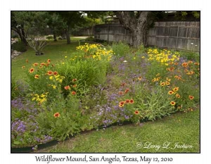 Wildflower Mound