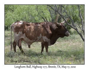 Longhorn, bull