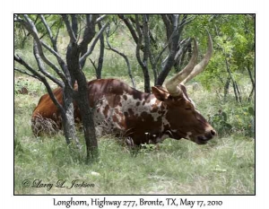 Longhorn, bull