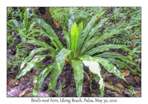 Birds-nest Fern