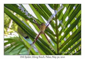 Unknown Orb Spider