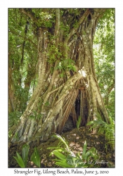 Strangler Fig or Banyan