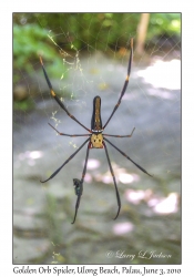 Golden Orb Spider