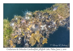 Cnidarians & Orbicular Cardinalfish