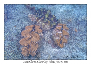 Giant Clams