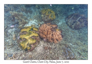 Giant Clams