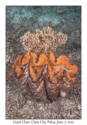 Giant Clam