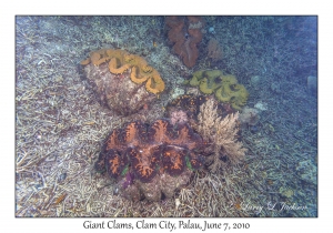 Giant Clams