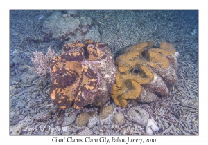 Giant Clams