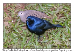 Shiny Cowbird & Ruddy Ground-Dove