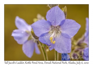 Tall Jacob's Ladder