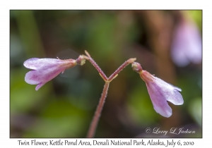 Twin Flower