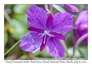 Dwarf Fireweed