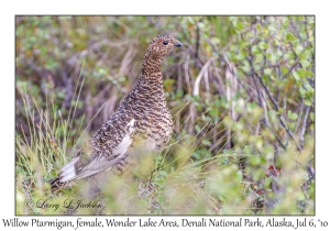 Willow Ptarmigan