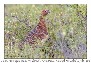 Willow Ptarmigan