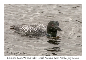 Common Loon