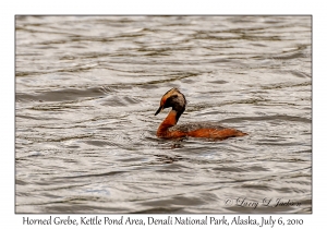 Horned Grebe