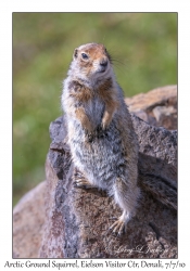 Arctic Ground Squirrel