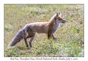 Red Fox