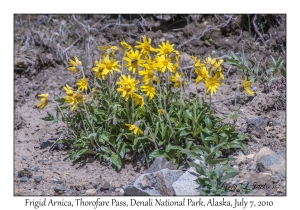 Frigid Arnica