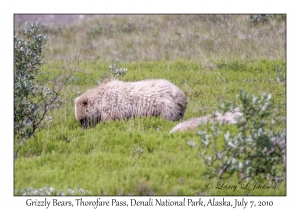 Grizzly Bears