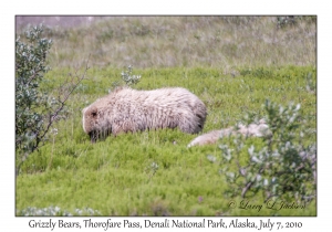 Grizzly Bears