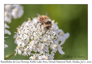 Bumblebee & Cow Parsnip