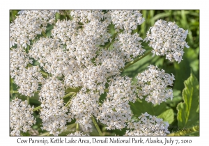 Cow Parsnip