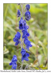 Monkshood