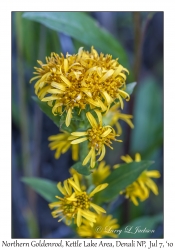 Northern Goldenrod