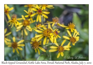 Black-tipped Groundsel