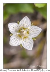 Grass of Parnassus