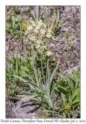 Death Camas