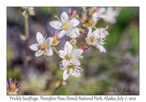 Prickly Saxifrage