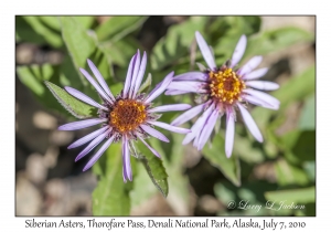 Siberian Aster