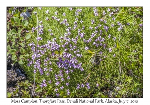 Moss Campion