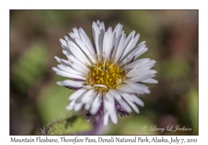 Mountain Fleabane