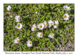 Mountain Avens