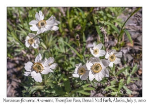 Narcissus-flowered Anemone