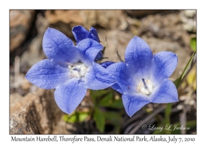 Mountain Harebell