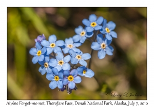 Alpine Forget-me-not