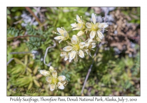 Prickly Saxifrage